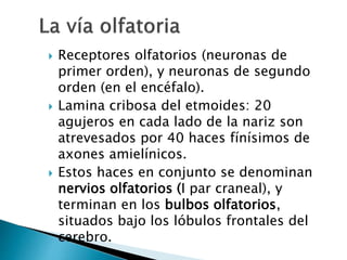 Receptores olfatorios (neuronas de
primer orden), y neuronas de segundo
orden (en el encéfalo).
 Lamina cribosa del etmoides: 20
agujeros en cada lado de la nariz son
atrevesados por 40 haces fínísimos de
axones amielínicos.
 Estos haces en conjunto se denominan
nervios olfatorios (I par craneal), y
terminan en los bulbos olfatorios,
situados bajo los lóbulos frontales del
cerebro.
 