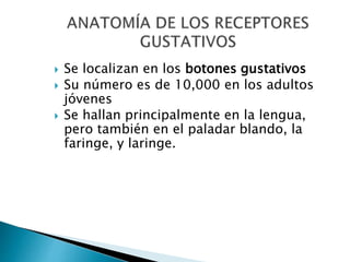  Se localizan en los botones gustativos
 Su número es de 10,000 en los adultos
jóvenes
 Se hallan principalmente en la lengua,
pero también en el paladar blando, la
faringe, y laringe.
 