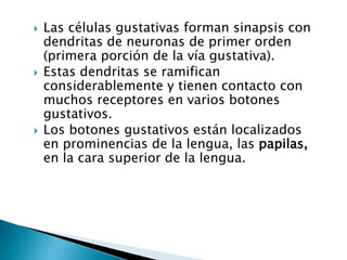  Las células gustativas forman sinapsis con
dendritas de neuronas de primer orden
(primera porción de la vía gustativa).
 Estas dendritas se ramifican
considerablemente y tienen contacto con
muchos receptores en varios botones
gustativos.
 Los botones gustativos están localizados
en prominencias de la lengua, las papilas,
en la cara superior de la lengua.
 