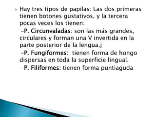  Hay tres tipos de papilas: Las dos primeras
tienen botones gustativos, y la tercera
pocas veces los tienen:
-P. Circunvaladas: son las más grandes,
circulares y forman una V invertida en la
parte posterior de la lengua.j
-P. Fungiformes: tienen forma de hongo
dispersas en toda la superficie lingual.
-P. Filiformes: tienen forma puntiaguda
 