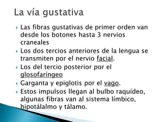  Las fibras gustativas de primer orden van
desde los botones hasta 3 nervios
craneales
 Los dos tercios anteriores de la lengua se
transmiten por el nervio facial.
 Los del tercio posterior por el
glosofaríngeo
 Garganta y epiglotis por el vago.
 Estos impulsos llegan al bulbo raquídeo,
algunas fibras van al sistema límbico,
hipotálalmo y tálamo.
 