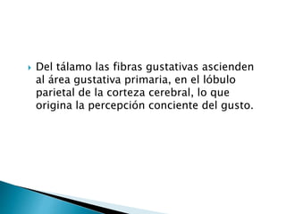  Del tálamo las fibras gustativas ascienden
al área gustativa primaria, en el lóbulo
parietal de la corteza cerebral, lo que
origina la percepción conciente del gusto.
 