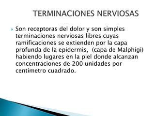  Son receptoras del dolor y son simples
terminaciones nerviosas libres cuyas
ramificaciones se extienden por la capa
profunda de la epidermis, (capa de Malphigi)
habiendo lugares en la piel donde alcanzan
concentraciones de 200 unidades por
centímetro cuadrado.
 