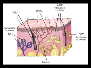 Sensación y percepción presentación (2)