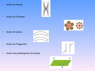 • Ilusión de Hering
• Ilusión de Titchener
• Ilusión de Jatrow
• Ilusión de Poggendort
• Ilusión del paralelogramo de Sander
 
