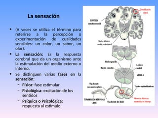 La sensación
• (A veces se utiliza el término para
referirse a la percepción o
experimentación de cualidades
sensibles: un color, un sabor, un
olor).
• La sensación: Es la respuesta
cerebral que da un organismo ante
la estimulación del medio externo o
interno.
• Se distinguen varias fases en la
sensación:
– Física: fase estimular
– Fisiológica: excitación de los
sentidos
– Psíquica o Psicológica:
respuesta al estimulo.
 