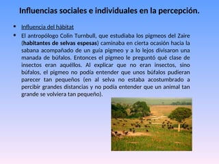Influencias sociales e individuales en la percepción.
• Influencia del hábitat
• El antropólogo Colin Turnbull, que estudiaba los pigmeos del Zaire
(habitantes de selvas espesas) caminaba en cierta ocasión hacia la
sabana acompañado de un guía pigmeo y a lo lejos divisaron una
manada de búfalos. Entonces el pigmeo le preguntó qué clase de
insectos eran aquéllos. Al explicar que no eran insectos, sino
búfalos, el pigmeo no podía entender que unos búfalos pudieran
parecer tan pequeños (en al selva no estaba acostumbrado a
percibir grandes distancias y no podía entender que un animal tan
grande se volviera tan pequeño).
 