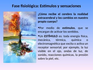 Fase fisiológica: Estímulos y sensaciones
¿Cómo recibe el cerebro la realidad
extracerebral y los cambios en nuestro
propio cuerpo?
•Por medio de estímulos, que se
encargan de activar los sentidos.
•Un ESTÍMULO es: toda energía física,
mecánica, térmica, química o
electromagnética que excita o activa un
receptor sensorial; por ejemplo, la luz
visible en el ojo, ondas de luz, de
sonido, reacciones químicas, la presión
sobre la piel, etc.
 