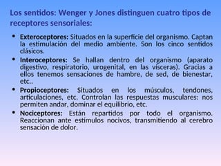 • Exteroceptores: Situados en la superficie del organismo. Captan
la estimulación del medio ambiente. Son los cinco sentidos
clásicos.
• Interoceptores: Se hallan dentro del organismo (aparato
digestivo, respiratorio, urogenital, en las vísceras). Gracias a
ellos tenemos sensaciones de hambre, de sed, de bienestar,
etc..
• Propioceptores: Situados en los músculos, tendones,
articulaciones, etc. Controlan las respuestas musculares: nos
permiten andar, dominar el equilibrio, etc.
• Nociceptores: Están repartidos por todo el organismo.
Reaccionan ante estímulos nocivos, transmitiendo al cerebro
sensación de dolor.
Los sentidos: Wenger y Jones distinguen cuatro tipos de
receptores sensoriales:
 