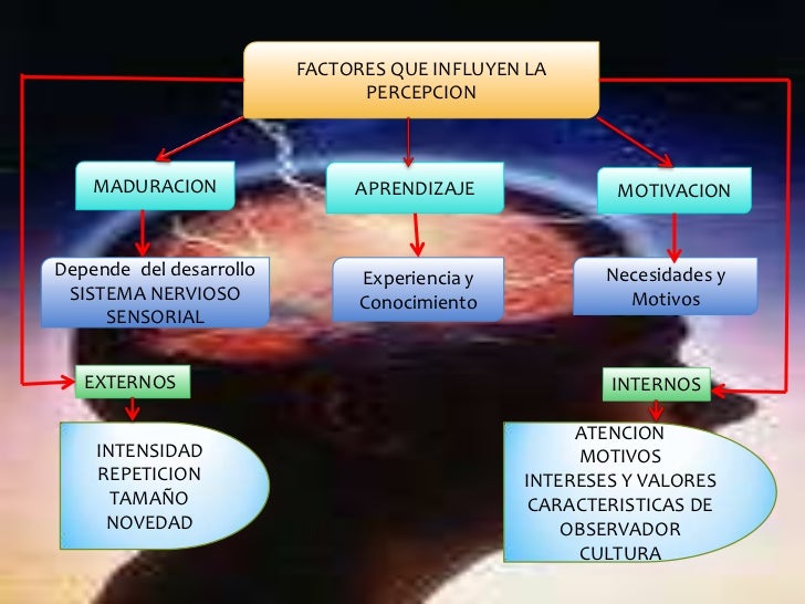 Sensacion y percepcion.wilson bonill apptx