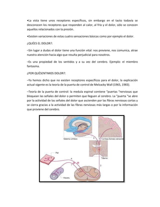 •La vista tiene unos receptores específicos, sin embargo en el tacto todavía se
desconocen los receptores que responden al calor, al frío y el dolor, sólo se conocen
aquellos relacionados con la presión.
•Existen variaciones de estas cuatro sensaciones básicas como por ejemplo el dolor.
¿QUÉES EL DOLOR?:
–Sin lugar a dudas el dolor tiene una función vital: nos previene, nos comunica, atrae
nuestra atención hacia algo que resulta perjudicial para nosotros.
–Es una propiedad de los sentidos y a su vez del cerebro. Ejemplo: el miembro
fantasma.
¿POR QUÉSENTIMOS DOLOR?:
–Ya hemos dicho que no existen receptores específicos para el dolor, la explicación
actual vigente es la teoría de la puerta de control de Melzacky Wall (1965, 1983).
–Teoría de la puerta de control: la medula espinal contiene “puertas “nerviosas que
bloquean las señales del dolor o permiten que lleguen al cerebro. La “puerta “se abre
por la actividad de las señales del dolor que ascienden por las fibras nerviosas cortas y
se cierra gracias a la actividad de las fibras nerviosas más largas o por la información
que proviene del cerebro.
 