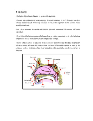  EL OLFATO
•El olfato, al igual que el gusto es un sentido químico.
•Cuando las moléculas de una sustancia (transportadas en el aire) alcanzan nuestras
células receptoras (5 millones) situadas en la parte superior de la cavidad nasal
percibimos el olor.
•Los cinco millones de células receptoras parecen identificar los olores de forma
individual.
•El sentido del olfato se desarrolla llegando a su mejor capacidad en la edad adulta y
empezando ahí su declive en función del paso del tiempo.
•El olor está vinculado al recuerdo de experiencias (sentimientos) debido a la conexión
existente entre el área del cerebro que obtiene información desde la nariz y los
antiguos centros límbicos del cerebro los cuáles están asociados con la memoria y la
emoción.
 