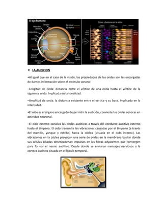  LA AUDICION
•Al igual que en el caso de la visión, las propiedades de las ondas son las encargadas
de darnos información sobre el estímulo sonoro:
–Longitud de onda: distancia entre el vértice de una onda hasta el vértice de la
siguiente onda. Implicada en la tonalidad.
–Amplitud de onda: la distancia existente entre el vértice y su base. Implicada en la
intensidad.
•El oído es el órgano encargado de permitir la audición, convierte las ondas sonoras en
actividad neuronal.
–El oído externo canaliza las ondas auditivas a través del conducto auditivo externo
hasta el tímpano. El oído transmite las vibraciones causadas por el tímpano (a través
del martillo, yunque y estribo) hasta la cóclea (situada en el oído interno). Las
vibraciones en la cóclea provocan una serie de ondas en la membrana basilar donde
sus células ciliadas desencadenan impulsos en las fibras adyacentes que convergen
para formar el nervio auditivo. Desde donde se enviaran mensajes nerviosos a la
corteza auditiva situada en el lóbulo temporal.
 