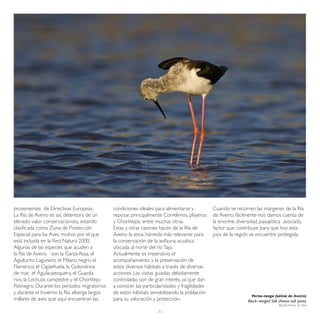 provenientes de Directivas Europeas.          condiciones ideales para alimentarse y          Cuando se recorren las márgenes de la Ría
La Ría de Aveiro es así, detentora de un      reposar, principalmente Correlimos, playeros    de Aveiro, fácilmente nos damos cuenta de
elevado valor conservacionista, estando       y Chorlitejos, entre muchas otras.              la enorme diversidad paisajística asociada,
clasificada como Zona de Protección           Estas y otras razones hacen de la Ría de        factor que contribuye para que hoy esta
Especial para las Aves, motivo por el que     Aveiro la zona húmeda más relevante para        joya de la región se encuentre protegida.
está incluida en la Red Natura 2000.          la conservación de la avifauna acuática
Algunas de las especies que acuden a          ubicada al norte del río Tajo.
la Ría de Aveiro son la Garza-Roja, el        Actualmente es imperativo el
Aguilucho Lagunero, el Milano negro, el       acompañamiento y la preservación de
Flamenco, el Cigüeñuela, la Golondrina        estos diversos hábitats a través de diversas
de mar, el Águila-pesquera, el Guarda         acciones. Las visitas guiadas debidamente
rios, la Lechuza campestre y el Chorlitejo    controladas son de gran interés, ya que dan
Patinegro. Durante los períodos migratorios   a conocer las particularidades y fragilidades
y durante el Invierno la Ría alberga largos   de estos hábitats sensibilizando la población
                                                                                                                Perna–longa (salina de Aveiro)
millares de aves que aquí encuentran las      para su valoración y protección.                                Black–winged Stilt (Aveiro salt pans)
                                                                                                                                 © João Nunes da Silva

                                                                   23
 