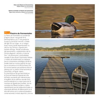 Pato–real (Pateira de Fermentelos)
                       Mallard (Pateira de Fermentelos)
                                      © João Nunes da Silva


       Bateira acostada na Pateira de Fermentelos
        Typical boat anchored at Pateira de Fermentelos
                                      © João Nunes da Silva




ES
          Pateira de Fermentelos
La Pateira de Fementelos es considerada
la laguna natural más grande de la
Península Ibérica, y la 2.ª más grande de
Europa. Su formación remonta a finales
del siglo XV con origen en un antiguo
brazo marino, donde desembocaban no
sólo los ríos Cértima y Águeda, pero
también el Vouga. Resulta, actualmente,
del aseoramiento y explayamiento del río
Cértima, llegando a alcanzar un área de
5km2 de dimensiones y profundidades
variables. A ésta afluyen importantes hábitats
y núcleos de biodiversidad, con destaque
para la componente ornitológica, donde es
posible observar muchas especies de aves
que se encuentran en la Ría de Aveiro. De
las muchas especies que podríamos listar, se
destacan por su interés conservacionista, la
Garza-Roja y el Águila- sapera.
Su importancia es tal, que está incluida en
la Zona de Protección Especial de la Ría
de Aveiro, asumiendo gran relevancia para
el equilibrio de los sistemas naturales de la
zona.Se extiende, en su mayor parte, por el
municipio de Águeda, pero también por los
municipios de Oliveira do Bairro y Aveiro,
representando para las poblaciones locales un
importante elemento de diferenciación en el
área del turismo, por su potencial paisajístico,
conservacionista, e incluso deportivo y de ocio.
                                                              25
 
