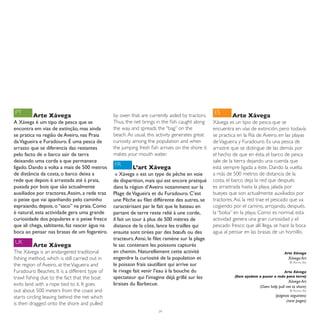 PT                                                                                               ES
         Arte Xávega                            by oxen that are currently aided by tractors.             Arte Xávega
A Xávega é um tipo de pesca que se              Thus, the net brings in the fish caught along    Xávega es un tipo de pesca que se
encontra em vias de extinção, mas ainda         the way, and spreads the “bag” on the            encuentra en vías de extinción, pero todavía
se pratica na região de Aveiro, nas Praia       beach. As usual, this activity generates great   se practica en la Ría de Aveiro, en las playas
da Vagueira e Furadouro. É uma pesca de         curiosity among the population and when          de Vagueira y Furadouro. Es una pesca de
arrasto que se diferencia das restantes         the jumping fresh fish arrives on the shore it   arrastre que se distingue de las demás por
pelo facto de o barco sair de terra             makes your mouth water.                          el hecho de que en ésta, el barco de pesca
deixando uma corda a que permanece                                                               sale de la tierra dejando una cuerda que
                                                FR
ligado. Dando a volta a mais de 500 metros               L’art Xávega                            está siempre ligada a éste. Dando la vuelta
de distância da costa, o barco deixa a           « Xávega » est un type de pêche en voie         a más de 500 metros de distancia de la
rede que depois é arrastada até á praia,        de disparition, mais qui est encore pratiqué     costa, el barco deja la red que después
puxada por bois que são actualmente             dans la région d’Aveiro notamment sur la         es arrastrada hasta la playa, jalada por
auxiliados por tractores. Assim, a rede traz    Plage de Vagueira et du Furadouro. C’est         bueyes que son actualmente auxiliados por
o peixe que vai apanhando pelo caminho          une Pêche au filet différente des autres, se     tractores. Así, la red trae el pescado que va
espraiando, depois, o “saco” na praia. Como     caractérisant par le fait que le bateau en       cogiendo por el camino, arrojando, después,
é natural, esta actividade gera uma grande      partant de terre reste relié à une corde,        la “bolsa” en la playa. Como es normal, esta
curiosidade dos populares e o peixe fresco      il fait un tour à plus de 500 mètres de          actividad genera una gran curiosidad y el
que ali chega, saltitante, faz nascer água na   distance de la côte, lance les trailles qui      pescado fresco que allí llega, se hace la boca
boca ao pensar nas brasas de um fogareiro.      ensuite sont tirées par des bœufs ou des         agua al pensar en las brasas de un hornillo.
                                                tracteurs. Ainsi, le filet ramène sur la plage
UK
         Arte Xávega                            le sac contenant les poissons capturés
The Xávega is an endangered traditional         en chemin. Naturellement cette activité                                                Arte Xávega
fishing method, which is still carried out in   engendre la curiosité de la population et                                                Xávega Art
                                                                                                                                          © Romeu Bio
the region of Aveiro, at the Vagueira and       le poisson frais sautillant qui arrive sur
Furadouro Beaches. It is a different type of    le rivage fait venir l’eau à la bouche du                                            Arte Xávega
trawl fishing due to the fact that the boat     spectateur qui l’imagine déjà grillé sur les               (Bois ajudam a puxar a rede para terra)
                                                                                                                                         Xávega Art
exits land with a rope tied to it. It goes      braises du Barbecue.                                                    (Oxen help pull net to shore)
out about 500 meters from the coast and                                                                                                   © Romeu Bio

starts circling leaving behind the net which                                                                                     (páginas seguintes)
                                                                                                                                       (next pages)
is then dragged onto the shore and pulled
                                                                      34
 