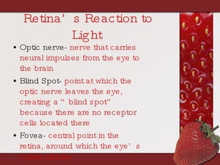 Retina’s Reaction to Light Optic nerve-  nerve that carries neural impulses from the eye to the brain Blind Spot-  point at which the optic nerve leaves the eye, creating a “blind spot” because there are no receptor cells located there Fovea-  central point in the retina, around which the eye’s cones cluster 
