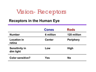 Vision- Receptors Receptors in the Human Eye Cones Rods Number Location in  retina Sensitivity in  dim light Color sensitive? Yes Low Center 6 million No High Periphery 120 million 