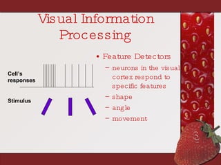 Visual Information Processing Feature Detectors neurons in the visual cortex respond to specific features shape angle movement Stimulus Cell’s  responses 