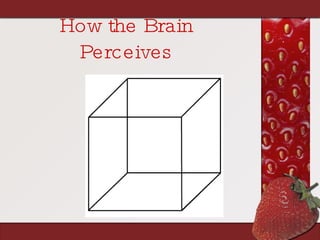 How the Brain Perceives 