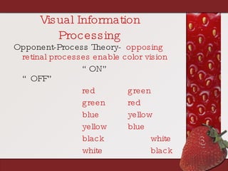 Visual Information Processing Opponent-Process Theory-   opposing retinal processes enable color vision “ ON” “OFF” red  green green  red  blue  yellow  yellow  blue  black  white white  black 