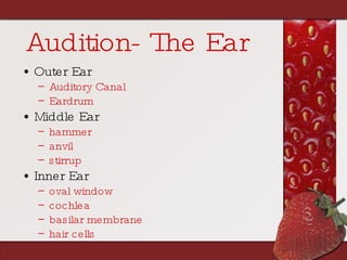 Audition- The Ear Outer Ear Auditory Canal Eardrum Middle Ear hammer anvil stirrup Inner Ear oval window cochlea basilar membrane hair cells 
