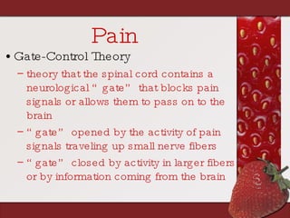 Pain Gate-Control Theory theory that the spinal cord contains a neurological “gate” that blocks pain signals or allows them to pass on to the brain “ gate” opened by the activity of pain signals traveling up small nerve fibers  “ gate” closed by activity in larger fibers or by information coming from the brain 