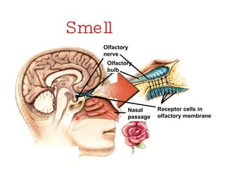 Smell Receptor cells in olfactory membrane Nasal  passage Olfactory bulb Olfactory nerve 