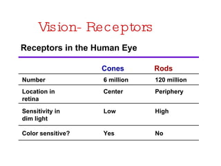 Vision- Receptors Receptors in the Human Eye Cones Rods Number Location in  retina Sensitivity in  dim light Color sensiti...