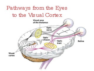Pathways from the Eyes to the Visual Cortex 
