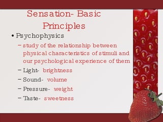 Sensation- Basic Principles <ul><li>Psychophysics </li></ul><ul><ul><li>study of the relationship between physical charact...