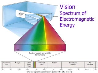 Vision-   Spectrum of Electromagnetic Energy 
