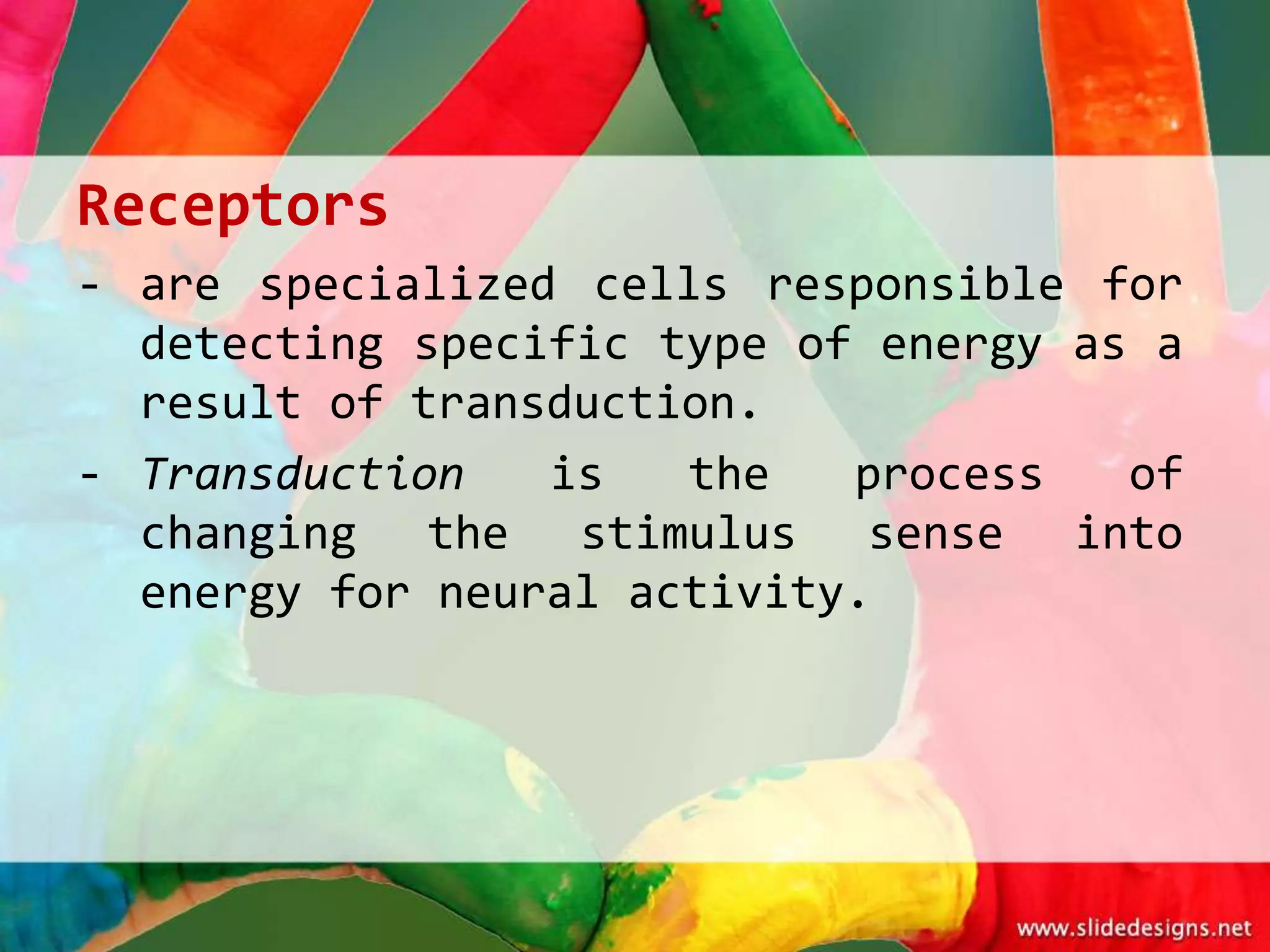 Receptors
- are specialized cells responsible for
  detecting specific type of energy as a
  result of transduction.
- Transduction   is   the   process   of
  changing the stimulus sense into
  energy for neural activity.
 