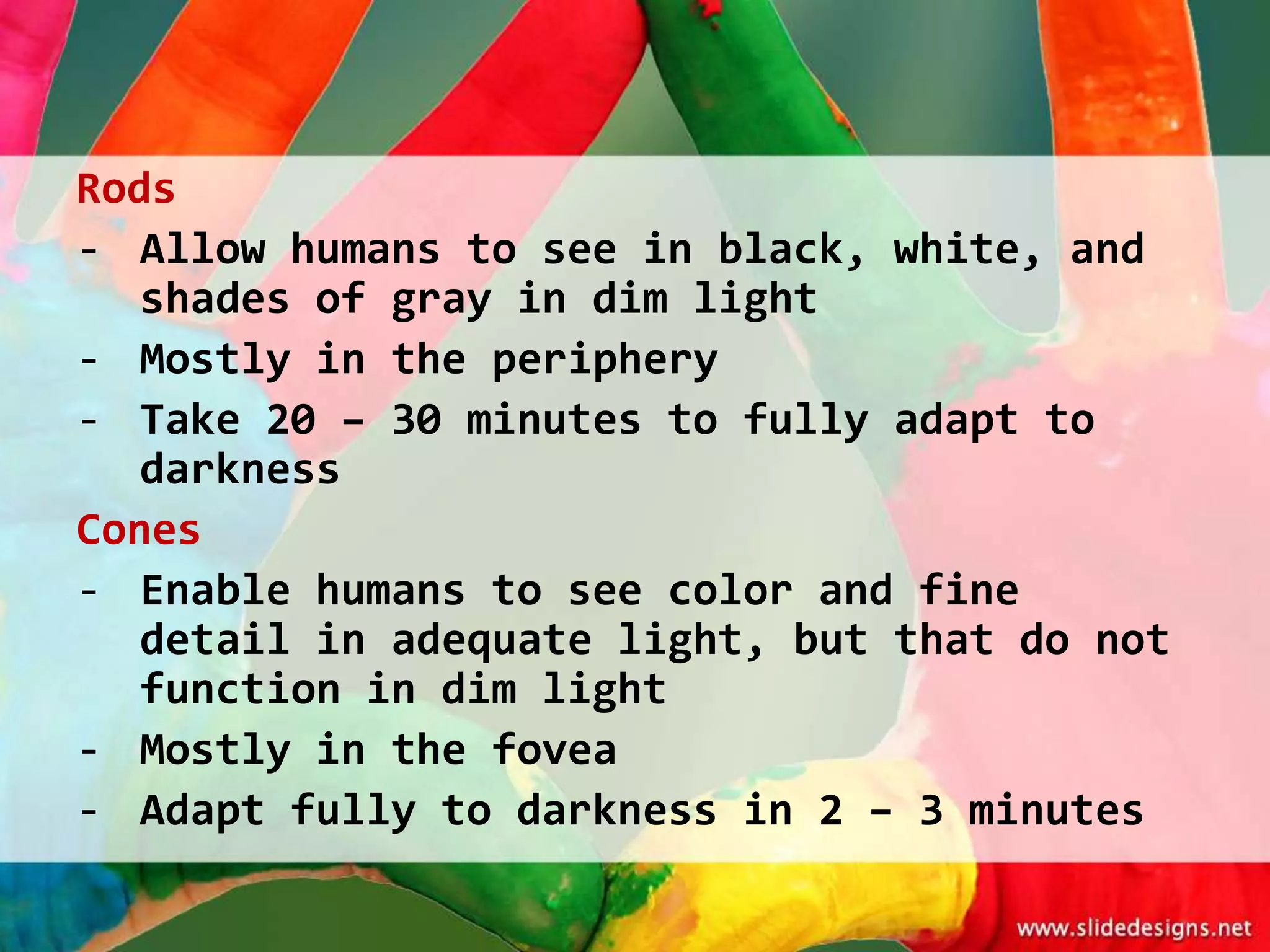 Rods
- Allow humans to see in black, white, and
   shades of gray in dim light
- Mostly in the periphery
- Take 20 – 30 minutes to fully adapt to
   darkness
Cones
- Enable humans to see color and fine
   detail in adequate light, but that do not
   function in dim light
- Mostly in the fovea
- Adapt fully to darkness in 2 – 3 minutes
 