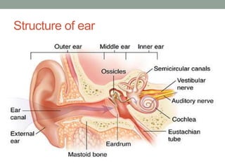 Structure of ear
 