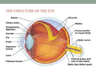 THE STRUCTURE OF THE EYE
 