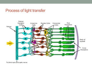 Process of light transfer
 