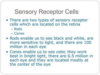 Sensory Receptor Cells
• There are two types of sensory receptor
cells which are located on the retina
– Rods
– Cones
• Rods enable us to see black and white, are
more sensitive to light, and there are 100
million in each eye
• Cones enable us to see color, they work
best in bright light, there are 6.5 million in
each eye and they are located mostly at
the center of the eye
 