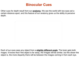 Binocular Cues Other cues for depth result from our  anatomy . We see the world with two eyes set a certain distance apart...