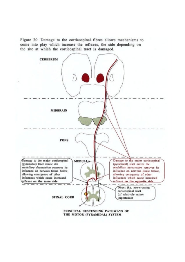 Sensation and Reflexes