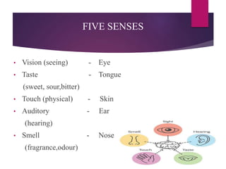 FIVE SENSES
• Vision (seeing) - Eye
• Taste - Tongue
(sweet, sour,bitter)
• Touch (physical) - Skin
• Auditory - Ear
(hearing)
• Smell - Nose
(fragrance,odour)
 
