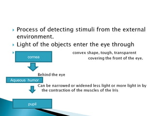 cornea
Aqueous humor
pupil
 