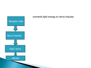 connects light energy to nerve impulse
Receptor cells
Nerve impulse
Optic nerve
BRAIN
 