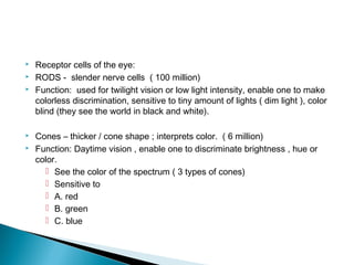  Receptor cells of the eye:
 RODS - slender nerve cells ( 100 million)
 Function: used for twilight vision or low light intensity, enable one to make
colorless discrimination, sensitive to tiny amount of lights ( dim light ), color
blind (they see the world in black and white).
 Cones – thicker / cone shape ; interprets color. ( 6 million)
 Function: Daytime vision , enable one to discriminate brightness , hue or
color.
 See the color of the spectrum ( 3 types of cones)
 Sensitive to
 A. red
 B. green
 C. blue
 