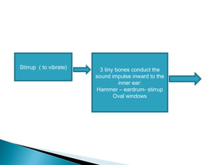 Stirrup ( to vibrate) 3 tiny bones conduct the
sound impulse inward to the
inner ear:
Hammer – eardrum- stirrup
Oval windows
 