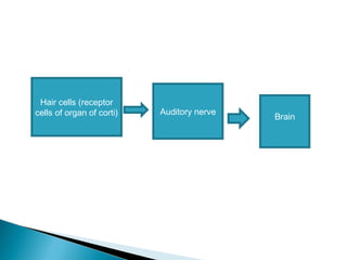Hair cells (receptor
cells of organ of corti) Auditory nerve
Brain
 