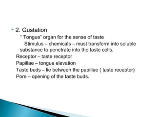  2. Gustation
“ Tongue” organ for the sense of taste
Stimulus – chemicals – must transform into soluble
substance to penetrate into the taste cells.
Receptor – taste receptor
Papillae – tongue elevation
Taste buds – lie between the papillae ( taste receptor)
Pore – opening of the taste buds.
 