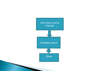 Give rise to nerve
impulse
Gustatory nerve
Brain
 
