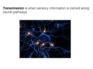 Transmission is when sensory information is carried along
neural pathways
 