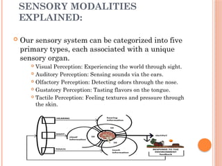 Sensory Perception Example Understanding Sensation and Perception: How Our Senses Interpret the ...